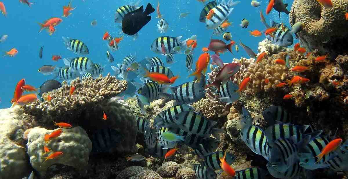 Mengenal Bunaken dan Kehidupan Bawah Lautnya