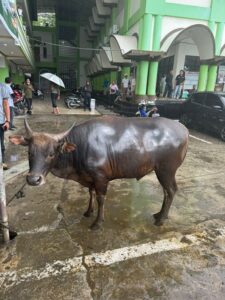 Managemen SAGA Retail Group ikut berbagi di hari raya Qurban