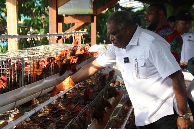 Usaha Petelur Ayam di Waekamp Bisa Dukung Pasokan Makan Bergizi Gratis