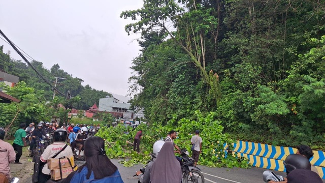 Bahayakan Pengguna Jalan, Pohon di Depan Pospol Pertigaan PTC Entrop Ditebang