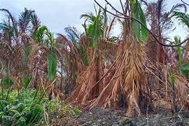 Lahan sagu di Papua yang mulai hilang seiring roda pembangunan